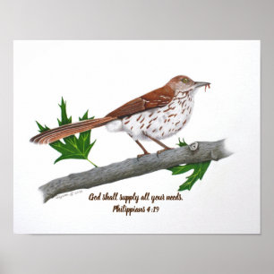 Poster Brown Thrasher 14x11