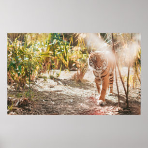 POSTER BROWN TIGER IN WALKING GESTURE