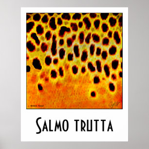Poster Brown truite