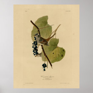 Poster Bruant à couronne blanche - Audubon's Birds of Ame