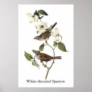 Poster Bruant à gorge blanche - John Audubon