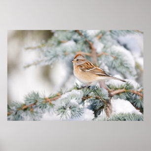 Poster Bruant hudsonien en hiver 2