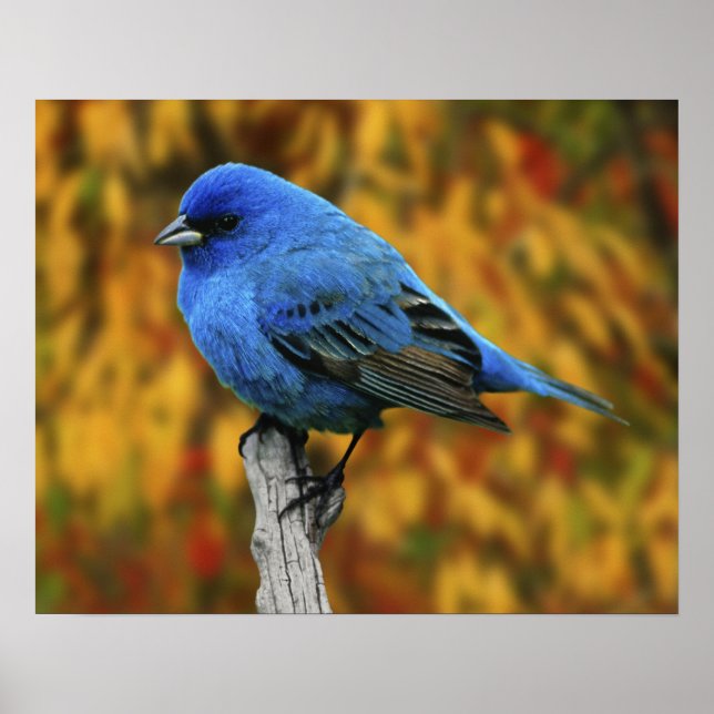 Poster Bruant indigo mâle, Passerina cyanea (Devant)