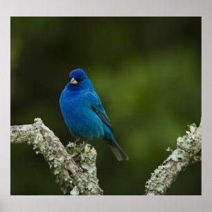 Poster Bruant indigo, Passerina cyanea, Côtiers