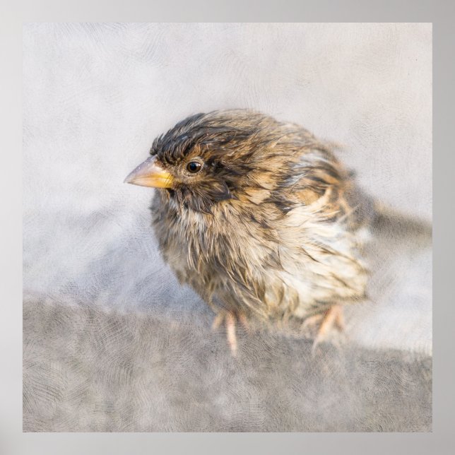 Poster Bruant - Météo Prévision Épique Échec (Devant)