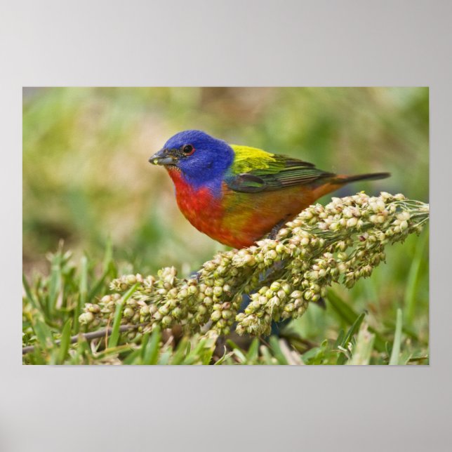 Poster Bruant peint (Devant)