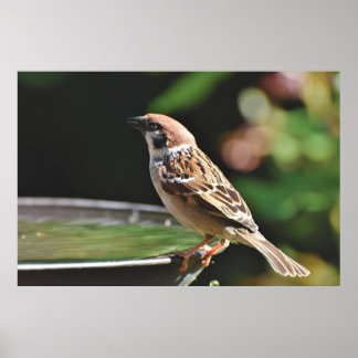 Poster Bruant Perché Sur Le Bain D'Oiseau