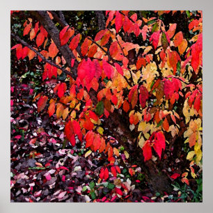 Poster Brûler Bush Abstrait