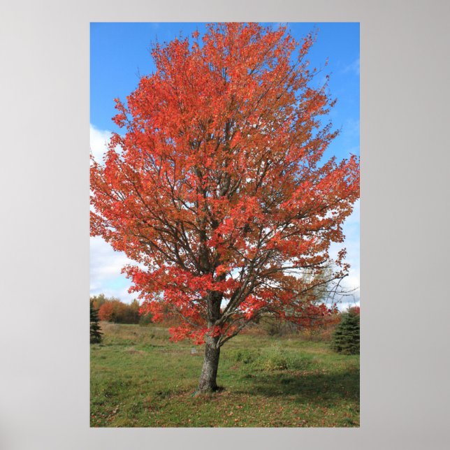 Poster Brûler l'érable rouge à l'automne (Devant)
