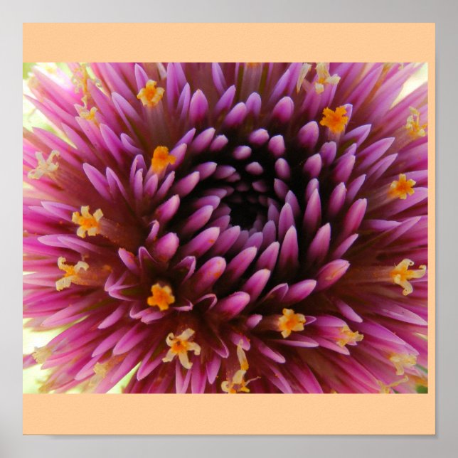 Poster Brume pourpre (Devant)