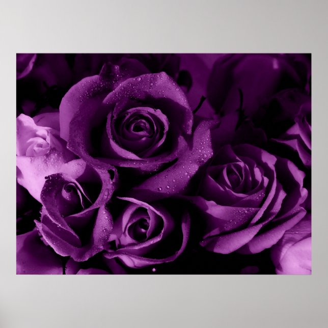 Poster Brume pourpre (Devant)