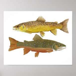 Poster Brun et étude de truite de ruisseau