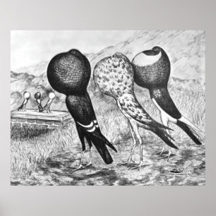 Poster Brunner Pouter Pigeons