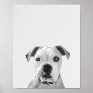 Poster Bruno le Bulldog américain