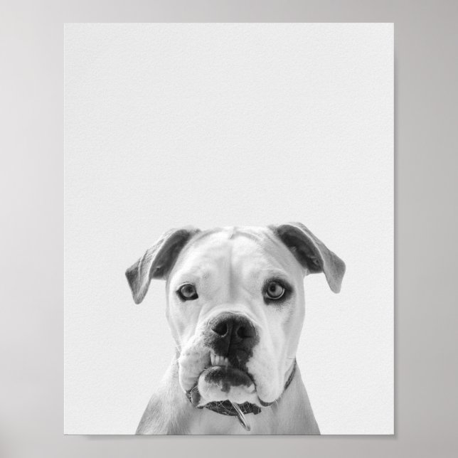 Poster Bruno le Bulldog américain (Devant)