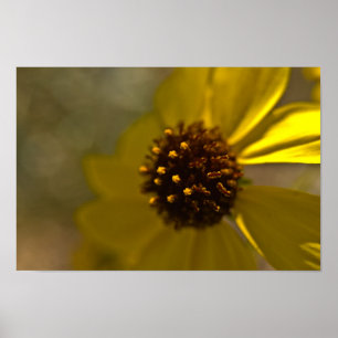 Poster Brush du désert en fleurs