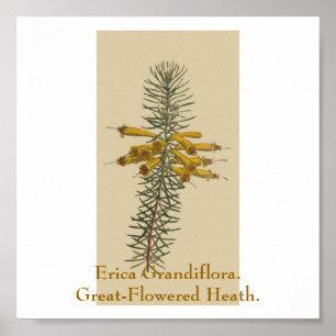Poster Bruyère grandiflora. Bruyère Grand-Fleurie