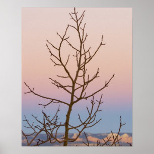 Poster Bryce Canyon, Utah. Arbre nu devant le coucher du 