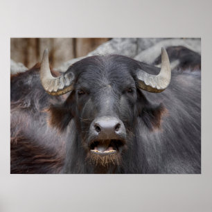 Poster Bubalus bubalis