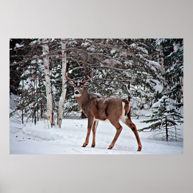 Poster Buck blanc canadien (Devant)
