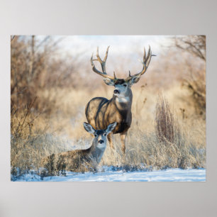 Poster Buck Couple   Mule Deer