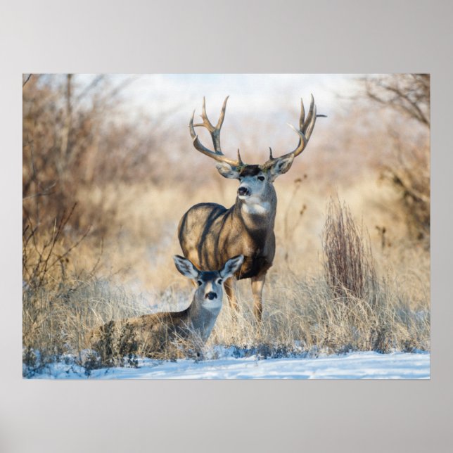 Poster Buck Couple | Mule Deer (Devant)