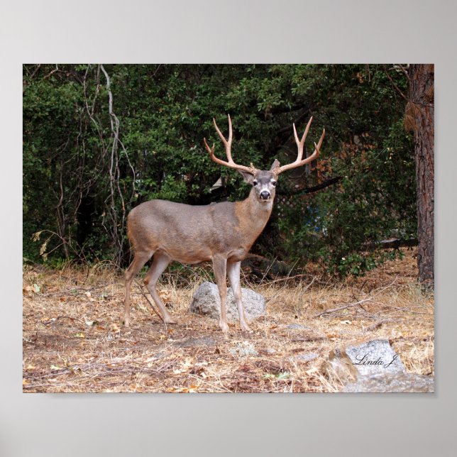 Poster Buck Deer en Californie USA Canvas Print (Devant)
