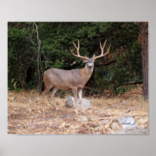 Poster Buck Deer en Californie USA Canvas Print