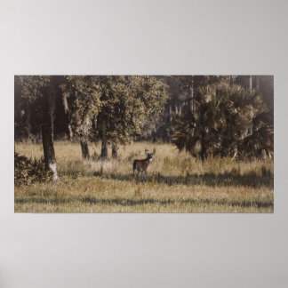 Poster Buck sous les chênes