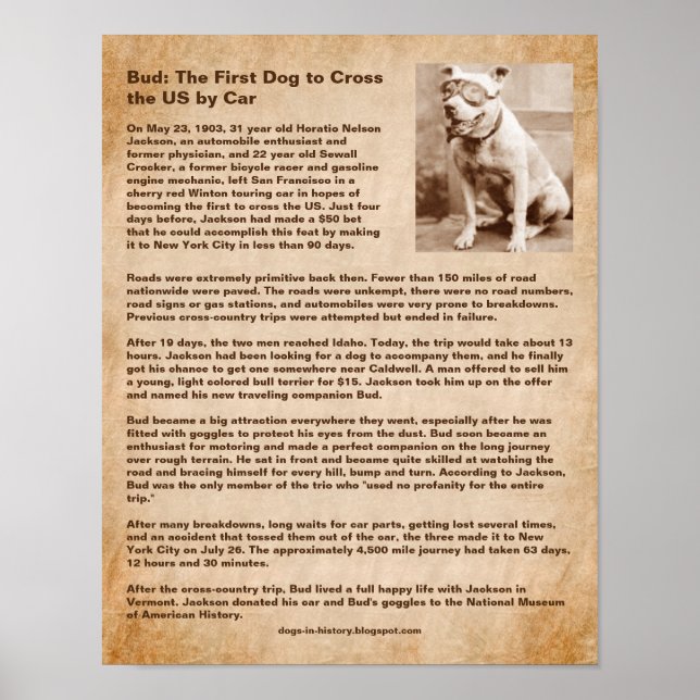 Poster Bud, premier chien à traverser les États-Unis en v (Devant)