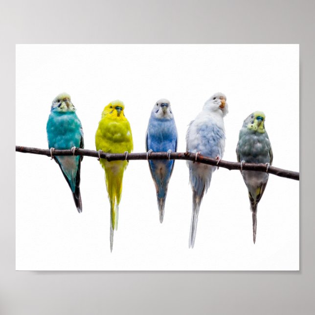Poster Budgie Birds (Devant)