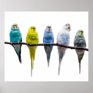 Poster Budgie Birds