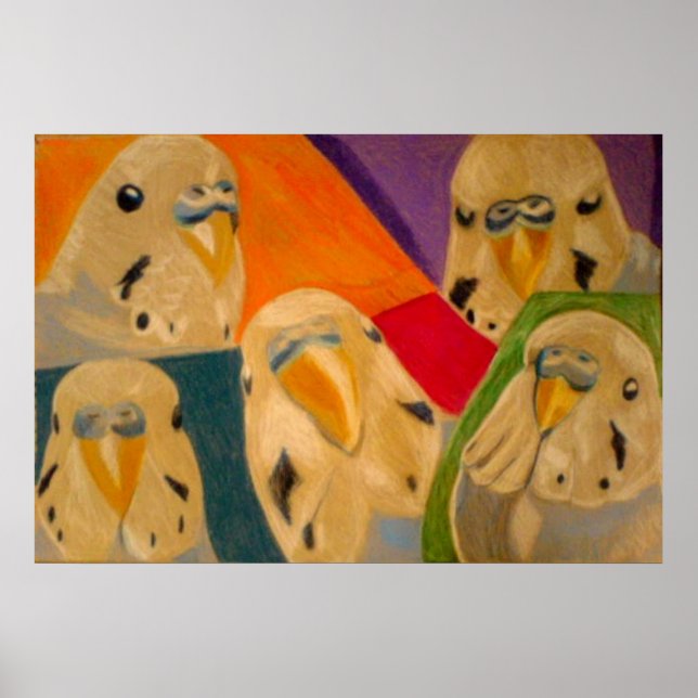 Poster Budgie Budgerigar (Devant)
