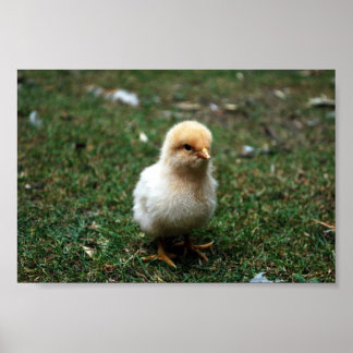 Poster Buff Orpington Chick