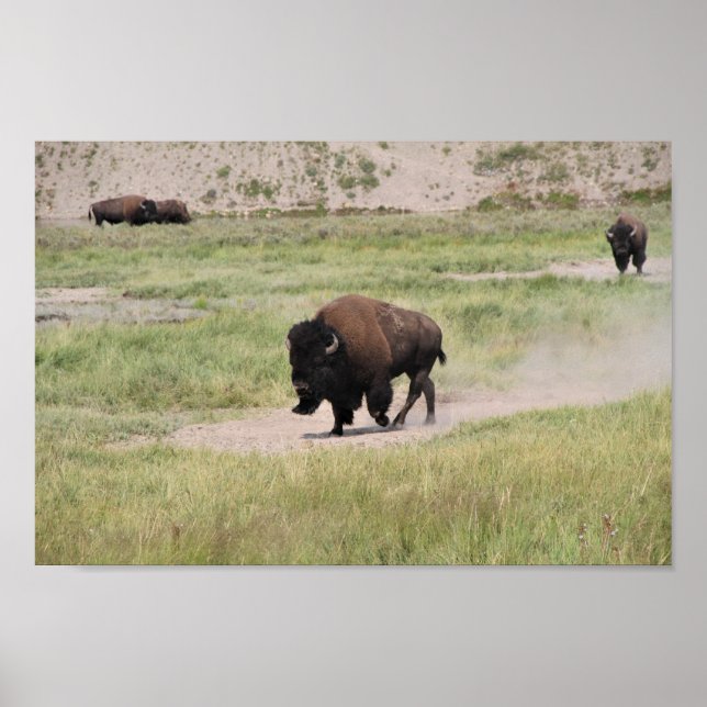 Poster Buffalo en mouvement, Photographie (Devant)