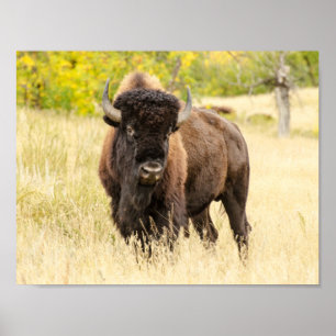 Poster Buffalo sauvage dans un domaine