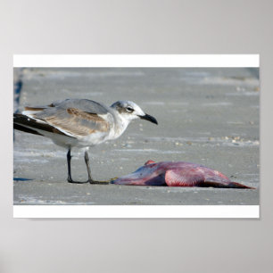 Poster Buffet de marée