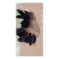 Buffle / Bison