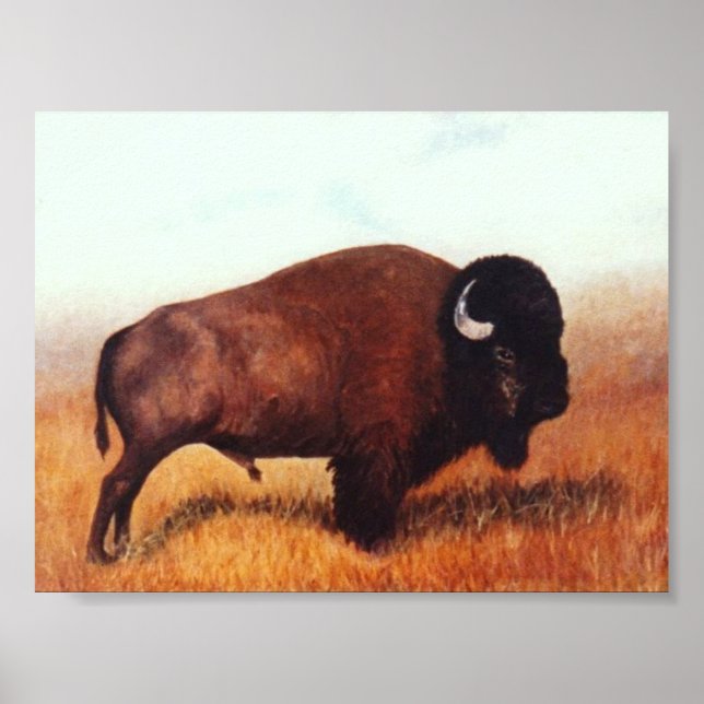 Poster Buffle III (Devant)