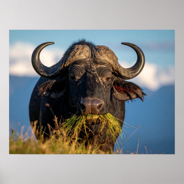 Poster buffle mangeant de l'herbe (Devant)
