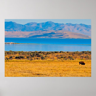 Poster Buffle paissant, Grand Lac Salé, Utah