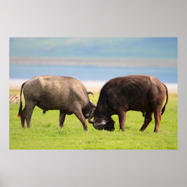 Poster buffles africains (Devant)