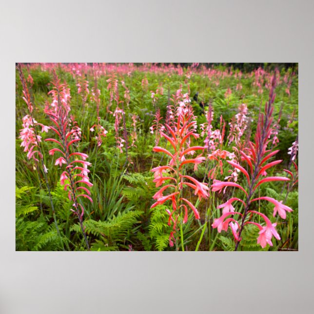 Poster Bugle Lily (Watsonia) Fleur, Cap Est (Devant)
