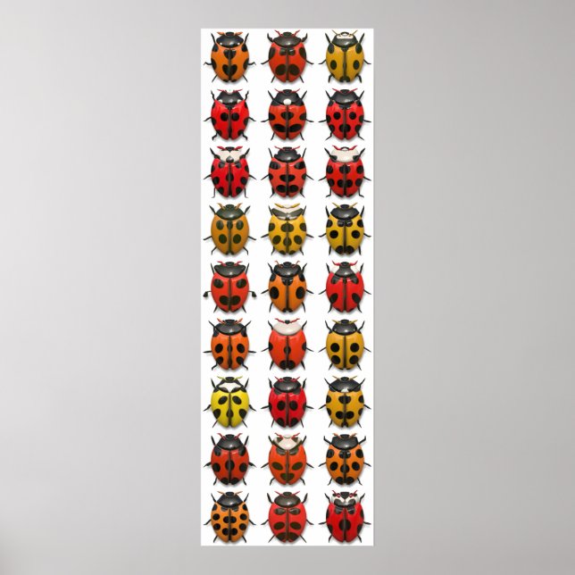 Poster Bugs, Bugs, Bugs - Bugs Motif (Devant)