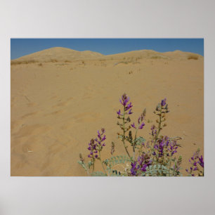 Poster Buisson d'indigo du Mojave et dunes de Kelso