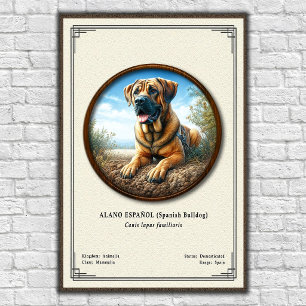 Poster Buldogue Espagnol (Alano Español) Série de Zoologi