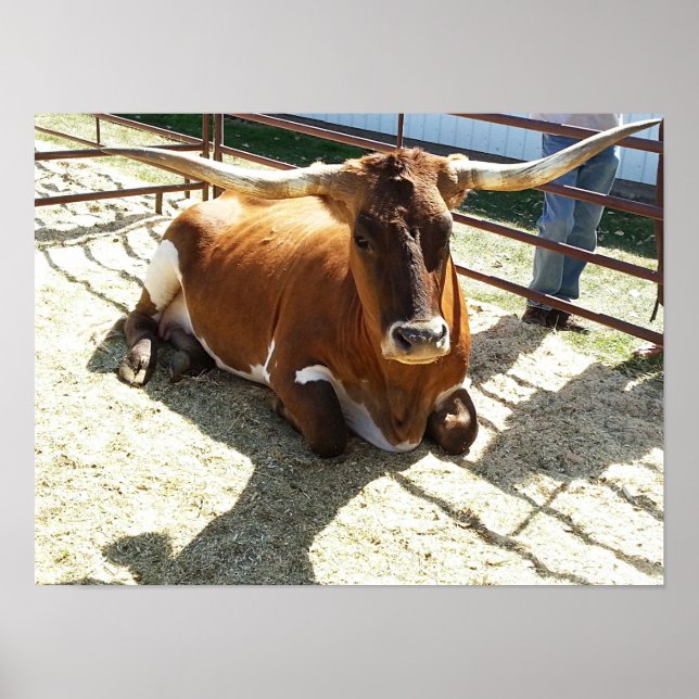 Poster Bull Cow Long Horns Ranch rodéo de rodéo Animaux P (Devant)