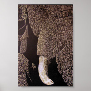 Poster Bull Elephant