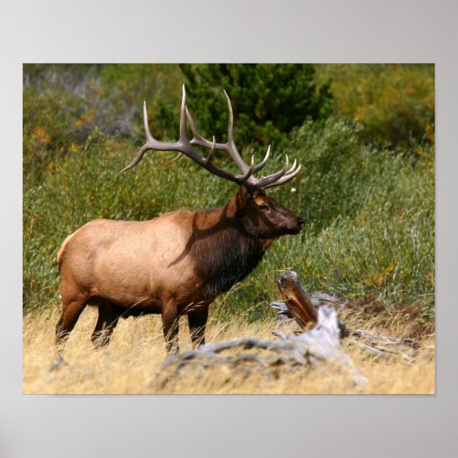 Poster Bull Elk (Devant)