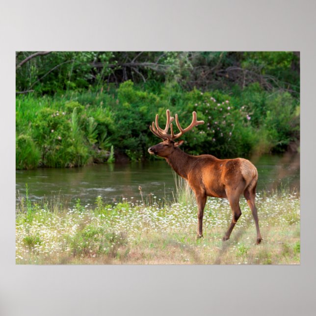Poster Bull Elk dans la chaîne nationale de bisons, Monta (Devant)